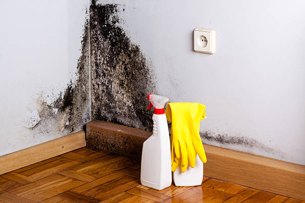 Trusted Pine Grove Mills, PA Mold Remediation Experts